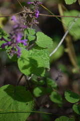 Salvia carnea