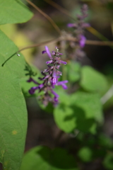 Salvia carnea