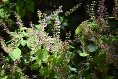 Salvia carnea