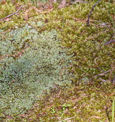 Cladonia apodocarpa