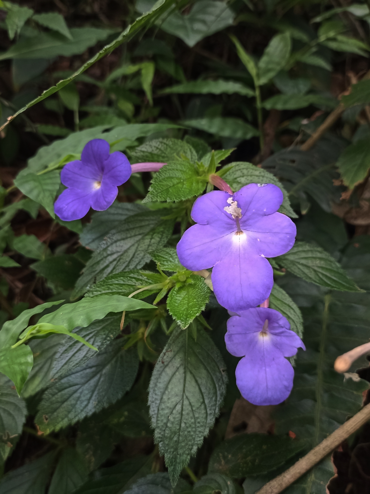 ハナギリソウ (Achimenes longiflora) · iNaturalist