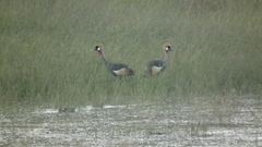 Balearica regulorum regulorum