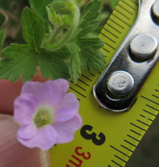 Geranium flanaganii