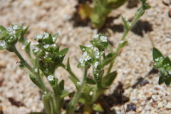 Plagiobothrys glomeratus