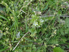 Cerastium holosteoides