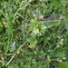 Cerastium vulgare - Photo (c) Arian, algunos derechos reservados (CC BY-NC), uploaded by Arian