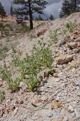 Plagiobothrys glomeratus