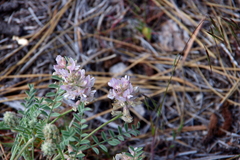 Astragalus andersonii