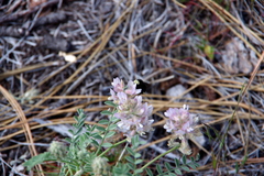 Astragalus andersonii