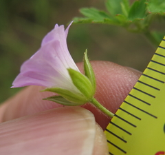 Geranium flanaganii