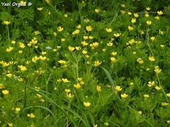 Ranunculus scandicinus