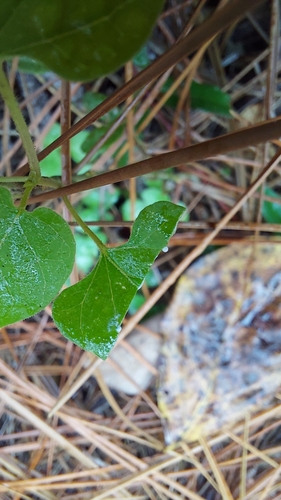 Image of Matelea floridana by (c) Athena Philips, some rights reserved (CC BY)