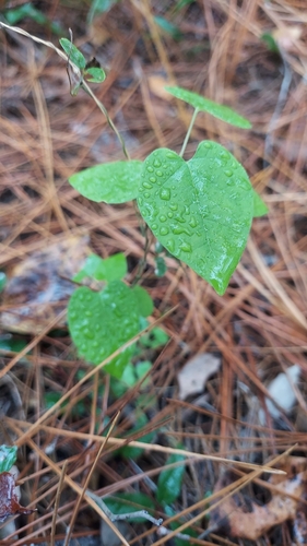 Image of Matelea floridana by (c) Athena Philips, some rights reserved (CC BY)