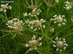 Oenanthe prolifera