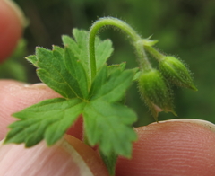 Geranium flanaganii