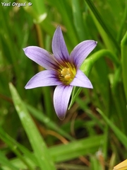 Romulea columnae rollii