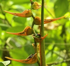 Heliconia latispatha image