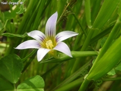 Romulea columnae rollii