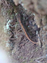 Anolis nebulosus