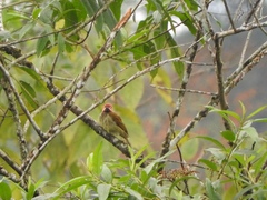 Colaptes rubiginosus rubripileus