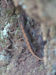 Anolis nebulosus