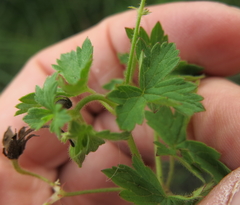 Geranium flanaganii