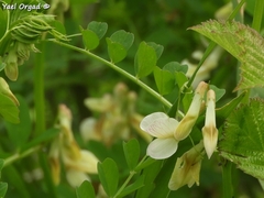 Vicia galeata