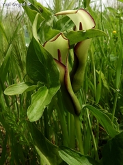 Arum hygrophilum