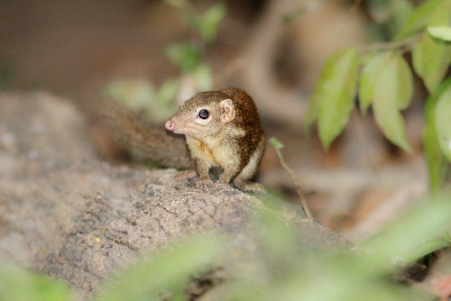 Tupaia belangeri