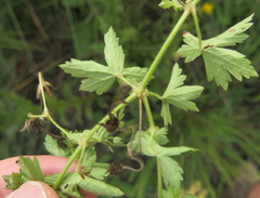 Geranium flanaganii