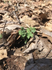 Stylophorum diphyllum