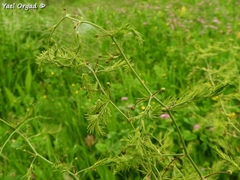 Asparagus palaestinus