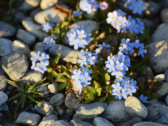 Myosotis rehsteineri