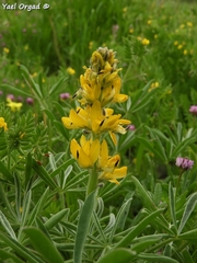 Lupinus luteus