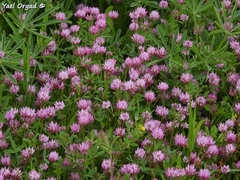 Trifolium glanduliferum