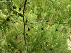Asparagus palaestinus