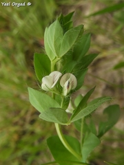 Lotus conimbricensis