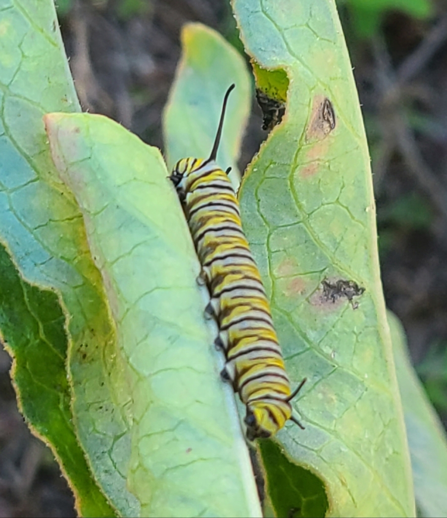 Monarch from Port Aransas, TX, USA on November 14, 2023 at 1057 AM by Joan Holt. Caterpillar on