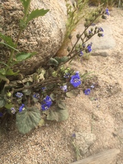 Phacelia campanularia campanularia