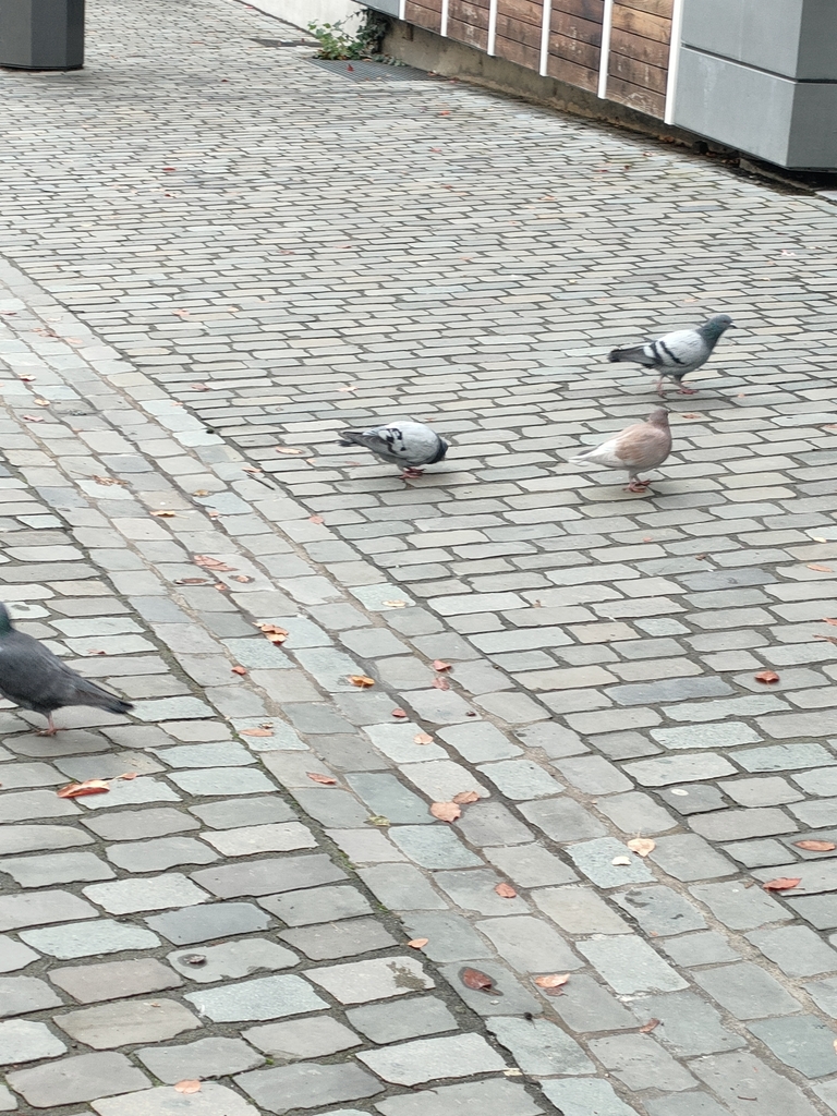feral-pigeon-from-52062-aachen-germany-on-november-11-2023-at-10-03