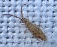 Entomobrya intermedia