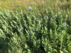 Amsonia tabernaemontana