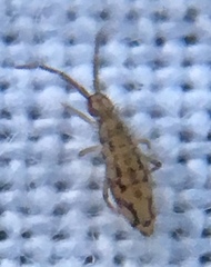 Entomobrya intermedia