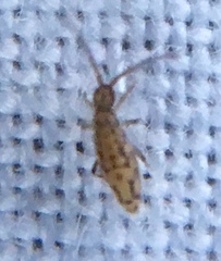 Entomobrya intermedia