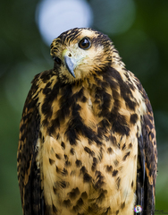 Buteogallus