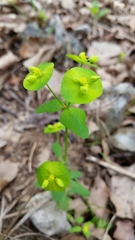 Euphorbia roemeriana