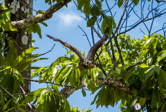 Buteogallus