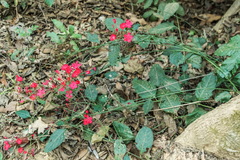 Plumbago indica
