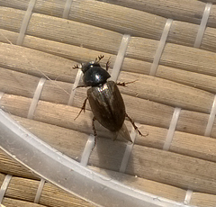 Melinopterus