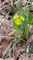 Euphorbia roemeriana